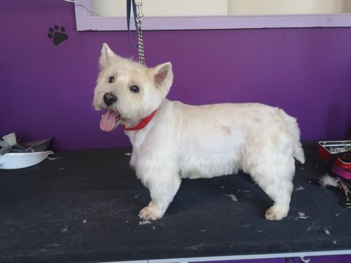 Dog Grooming